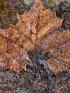 Fall leaf and Water photo print